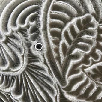 Журнальный стол Umo Coffee Table Medium дуб Oak Veneer