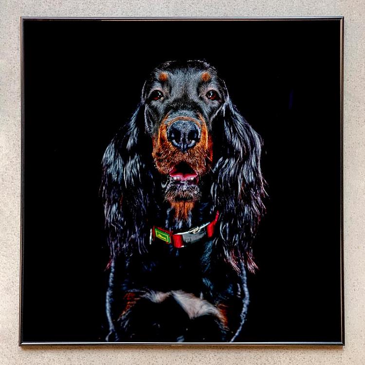 Фотография в рамке Собака 1 Dog 1 Photo