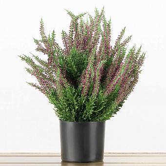 Erica Dark Lilac Heather Bush 35 cm
