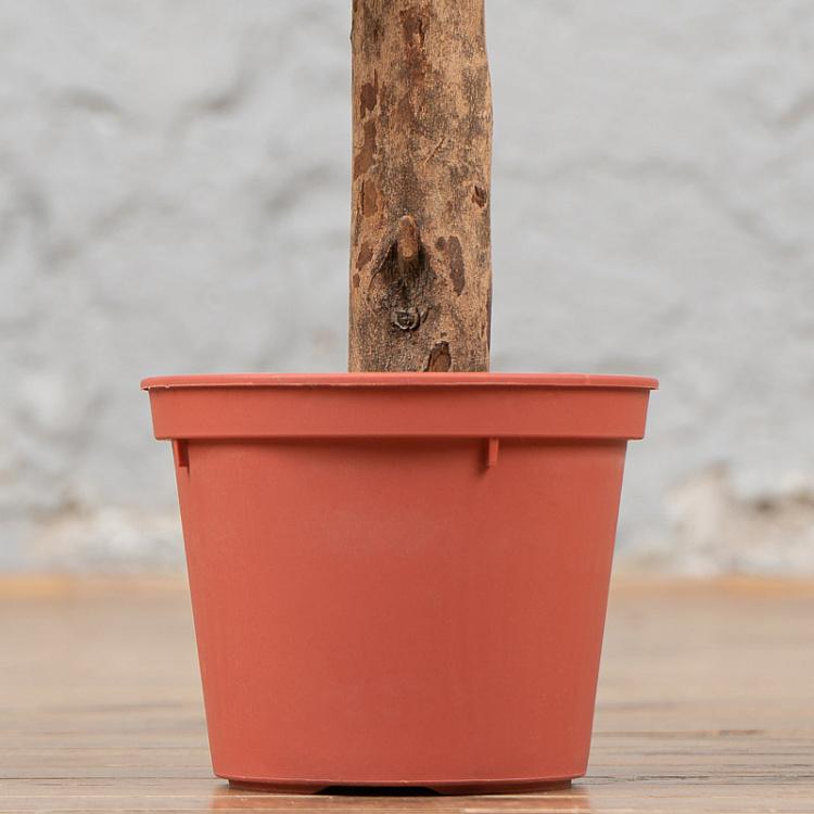 Искусственное лавровое дерево Laurel Ball Tree 60 cm