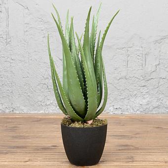 Aloe 67 cm