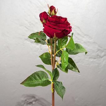 David Austin Rose Wine 50 cm