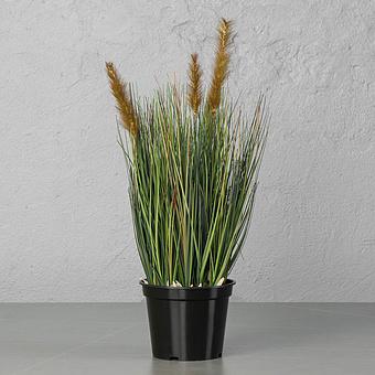 Sedge Bush With Brown Sultans 60 cm