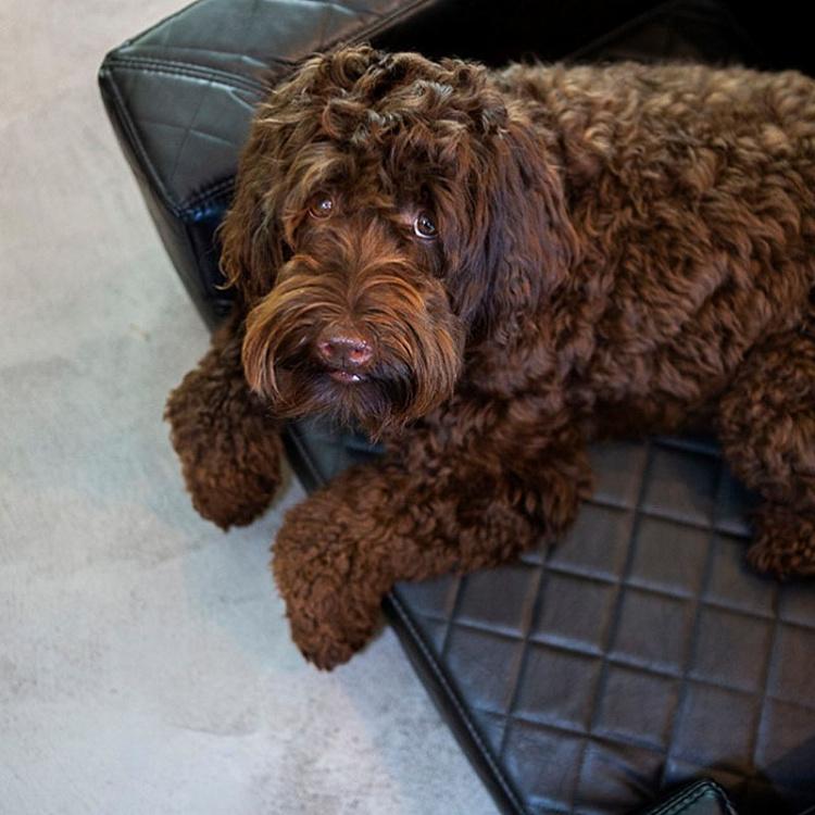 Чёрный диван для собак/кошек Эдоардо с прострочкой Бентли, M Edoardo Sofa Medium, Faux Leather Black