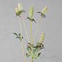 Искусственный цветок Elegant Eryngium Light Green 52 cm