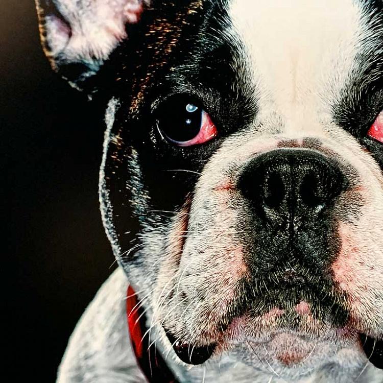 Фотография в рамке Собака 8 Dog 8 Photo