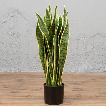 Sansevieria Bush 80 cm