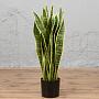 Искусственное растение Sansevieria Bush 80 cm