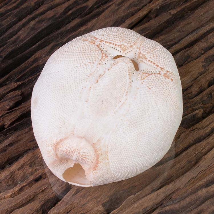 Панцирь Морского ежа Test D'Oursin Metalia