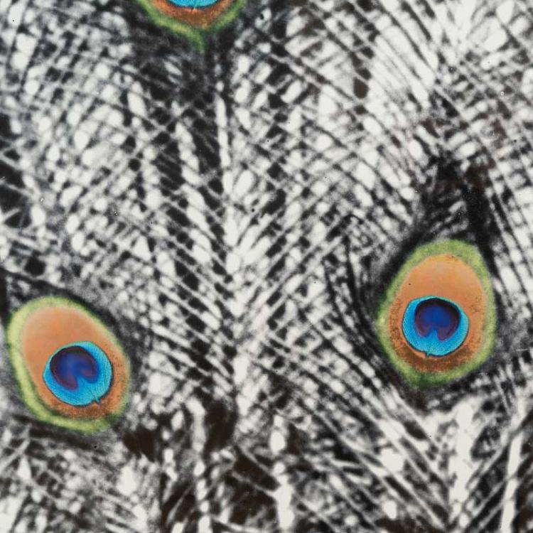 Панорамная картина-принт Хвост Павлина цветная, правая часть Animal Peacock Color 3 Right