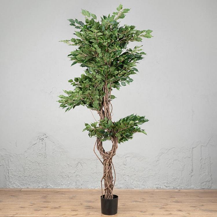 Искусственный фикус Бенджамина Селеста Celeste Ficus Benjamina 210 cm