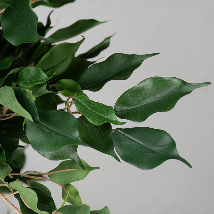 Искусственный фикус Бенджамина Селеста Celeste Ficus Benjamina 210 cm