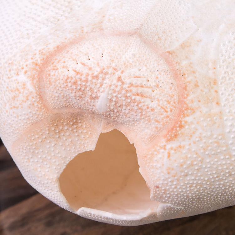 Панцирь Морского ежа Test D'Oursin Metalia