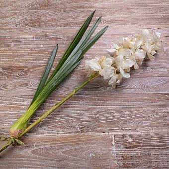 Orchidee Cymbidium White 80 cm