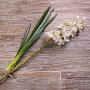 Искусственный цветок Orchidee Cymbidium White 80 cm